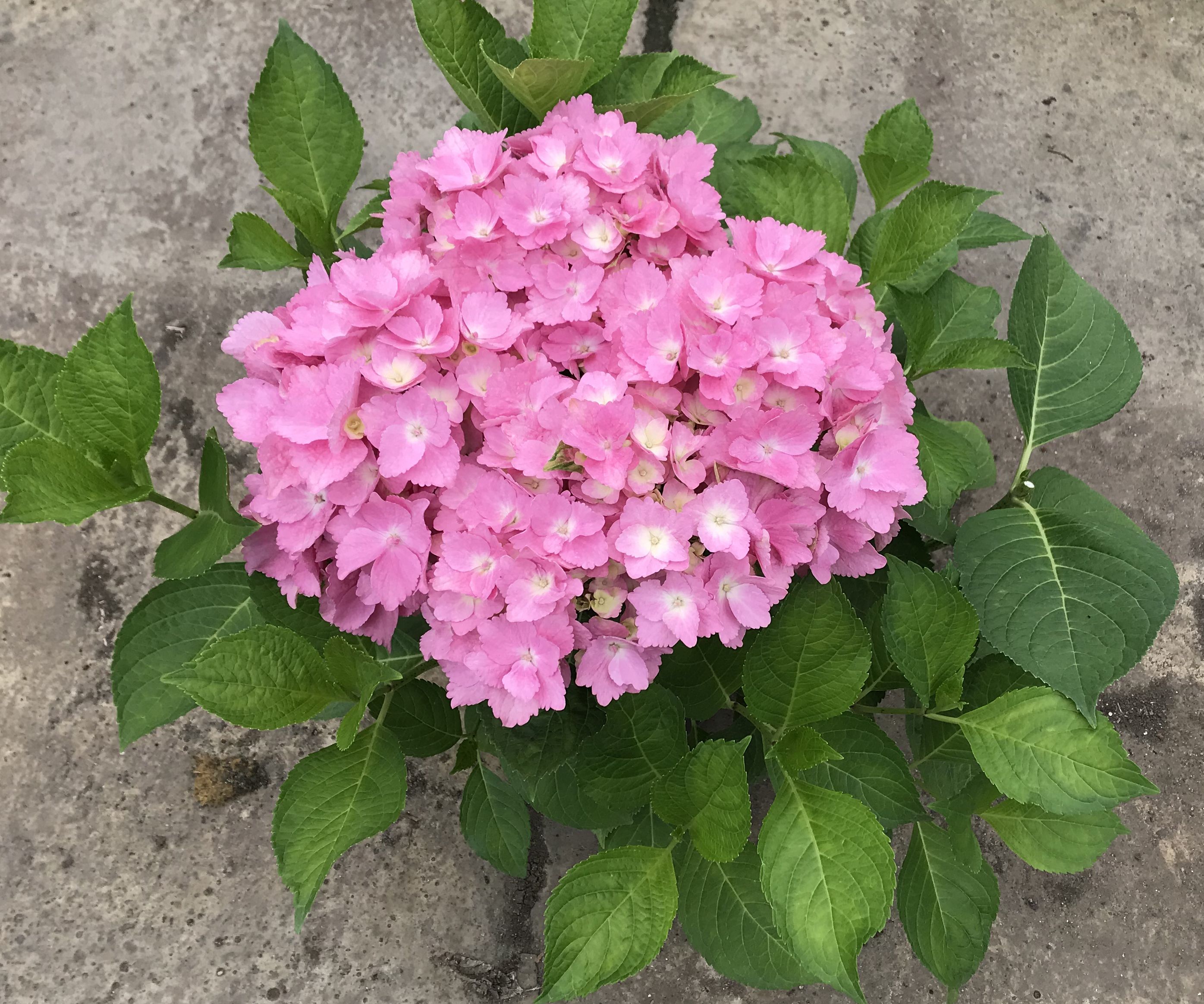 Hydrangea macrophylla 'Sweet Seduction'